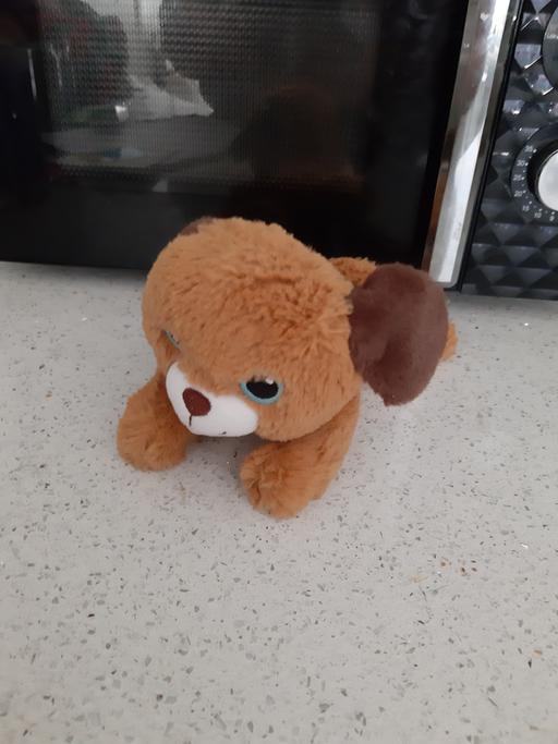  — dog