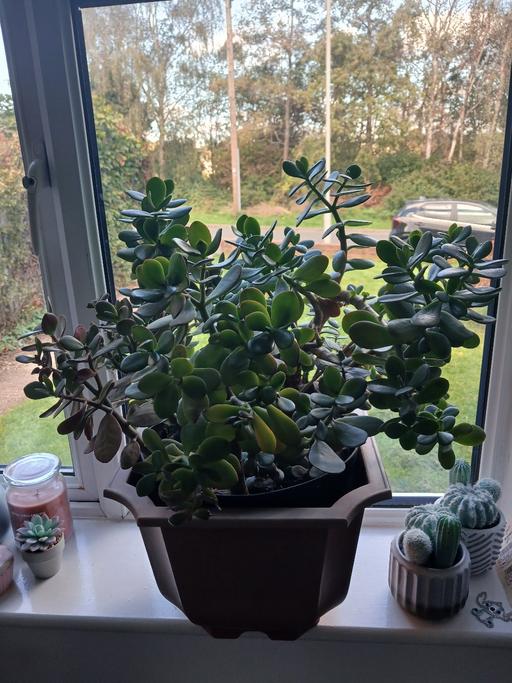  — 2 plants indoor for free
