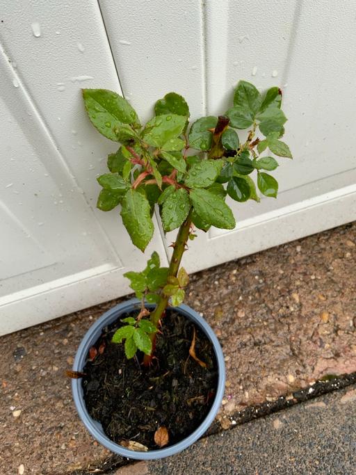  — Climbing rose