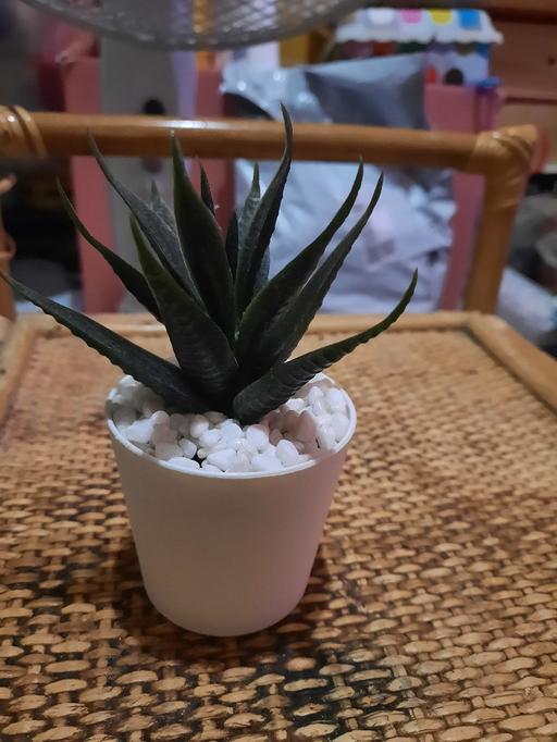  — Plastic Cactus