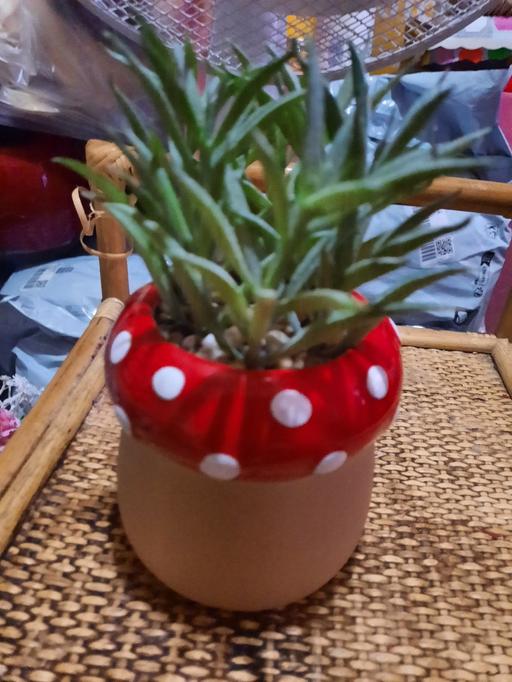  — Plastic Plant in Pot