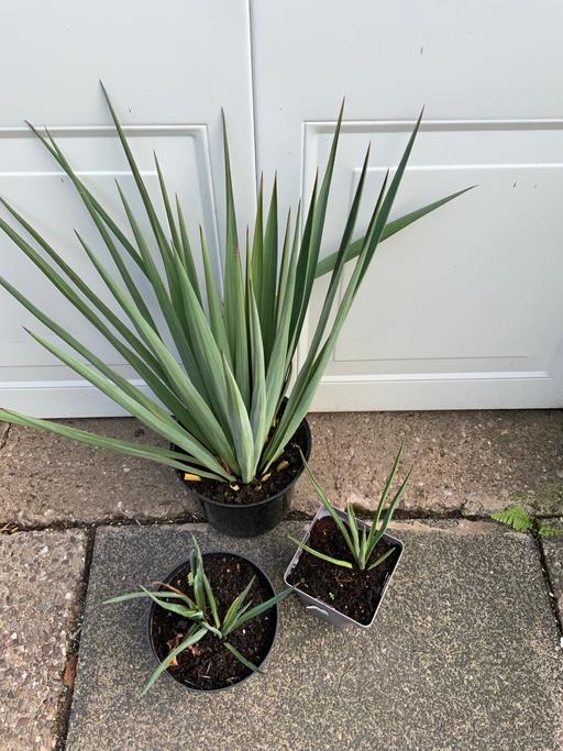  — Yucca