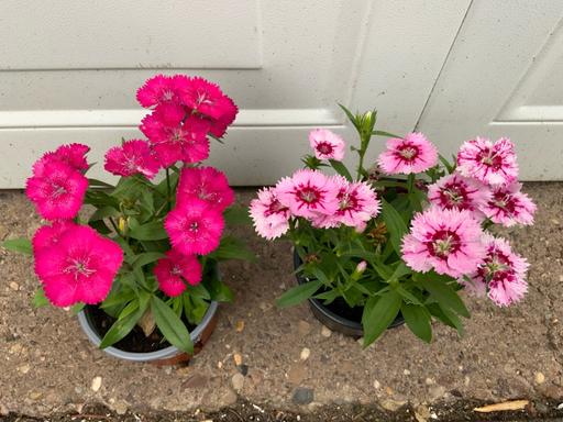  — Dianthus Sweet William