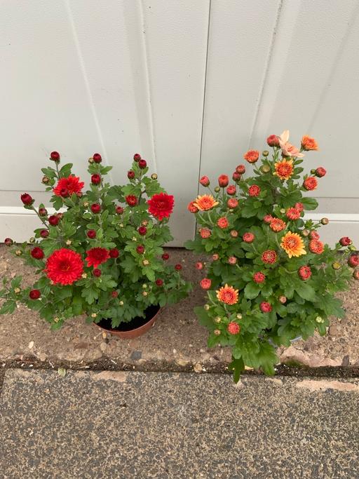  — Chrysanthemum