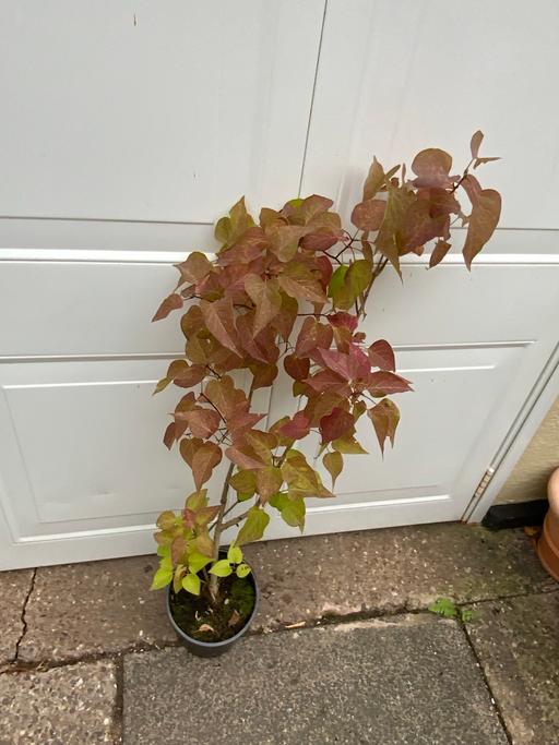  — Shrub Liliac Syringa Vulgaris