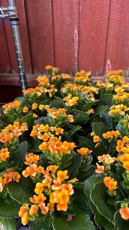  — Kalanchoe plant