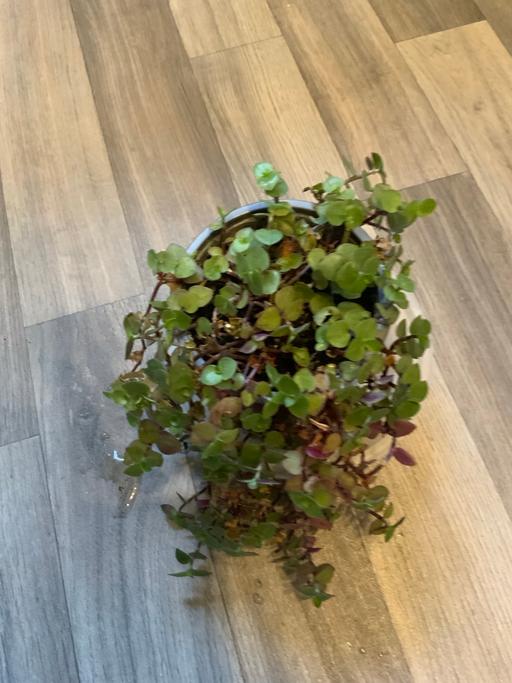  — Houseplant Tradescantia