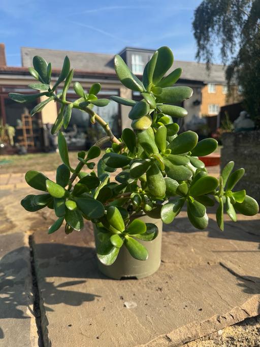  — Large Japanese Jade Money Plants