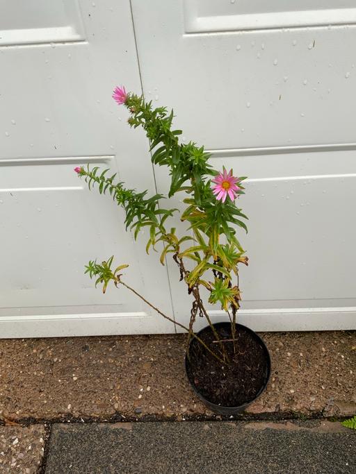  — Asters
