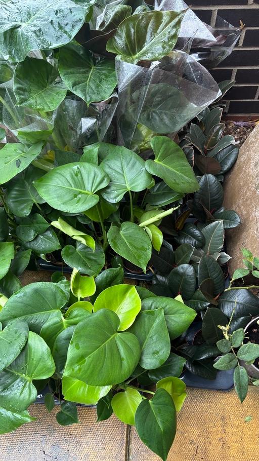  — Lots of indoor plants