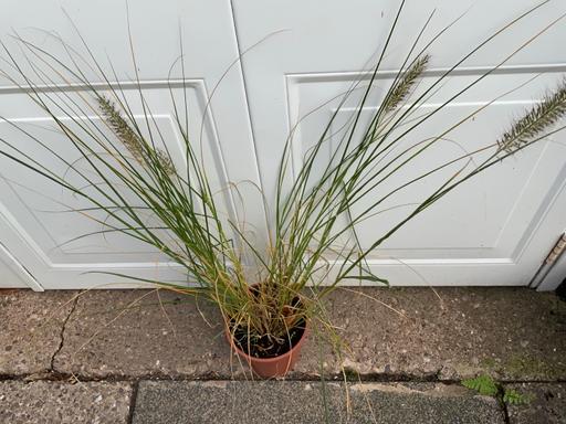  — Pennisetum alopeeuroides Herbstfeude.