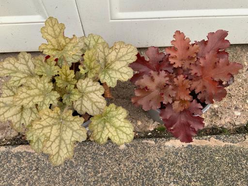  — Heuchera