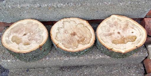  — Spalted wood blanks for turning