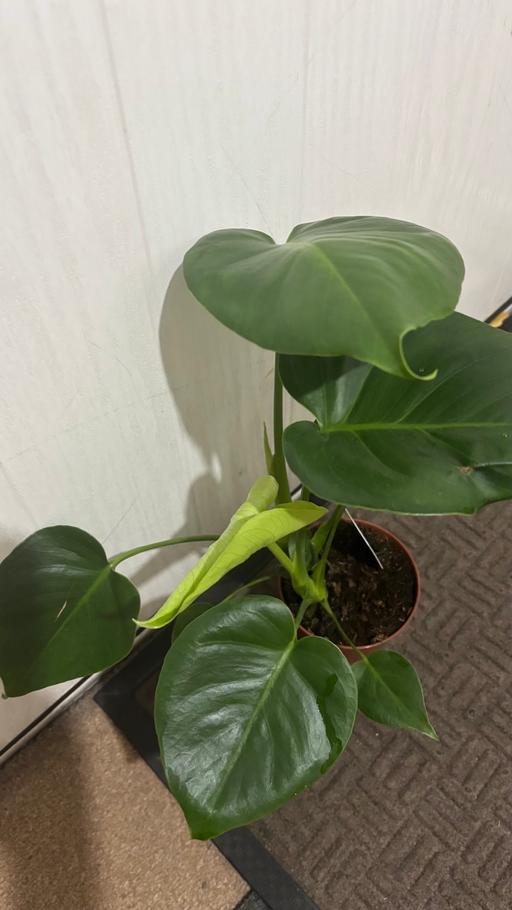  — Monstera Indoor plant