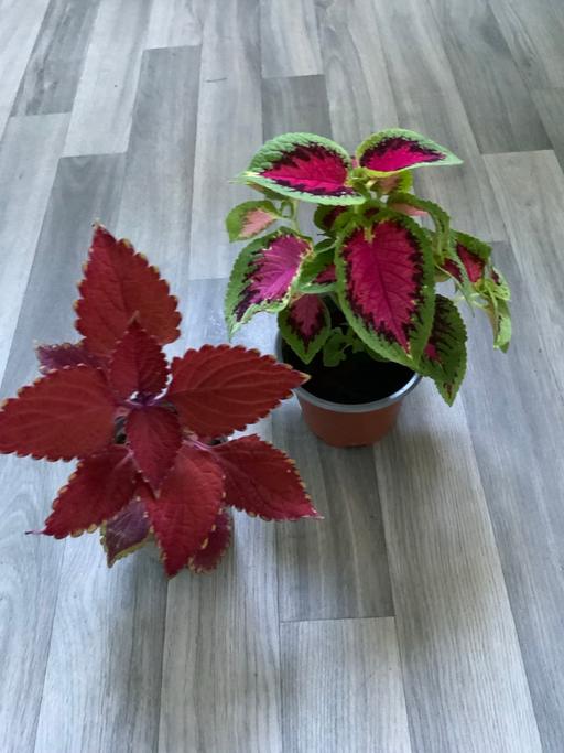  — Houseplant Coleus