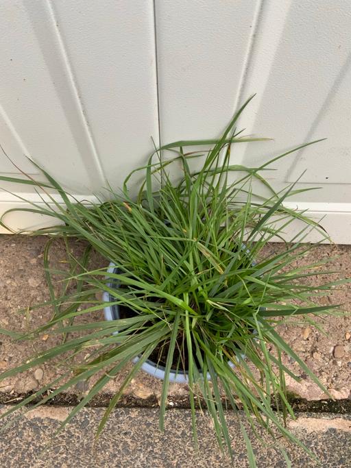  — Stipa Gigantia ornamental grass