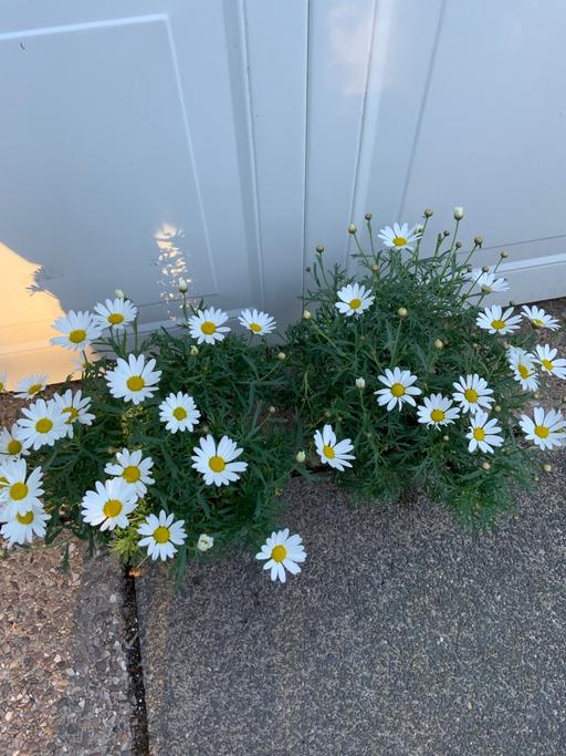 — Argyranthemum