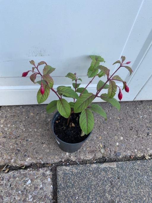  — Climbing Hardy Fuchsia