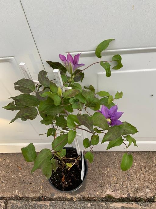  — Climber  Clematis Olympia 