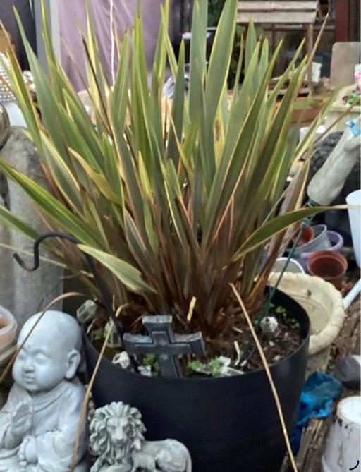 — New Zealand Flax 10yrs V.Hardy Plant ❤️