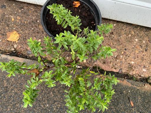  — Shrub Hebe Pinguifolia