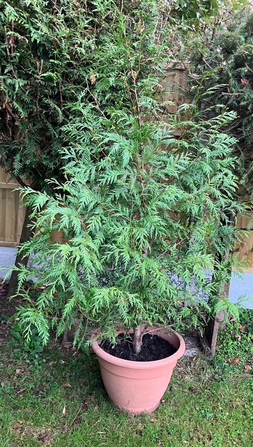  — 5 1/2 foot Leylandii tree