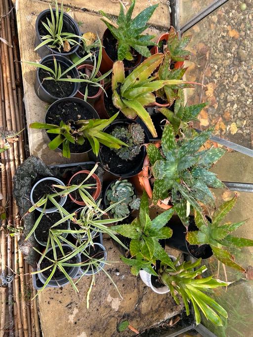  — Houseplants