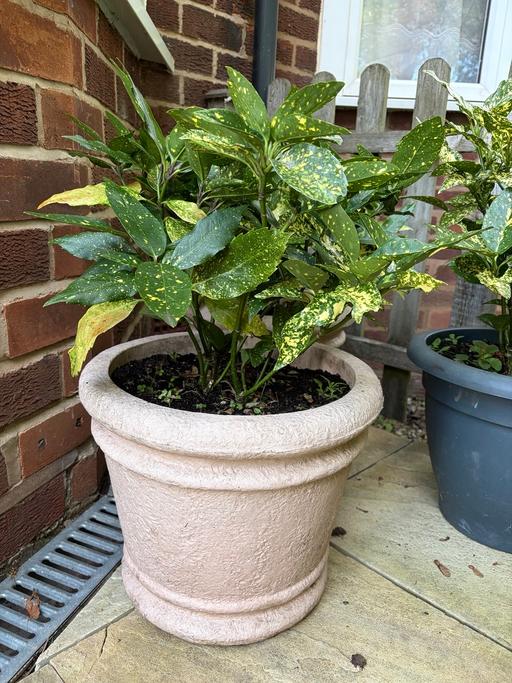  — Large Laurel Plants in 40cm pots