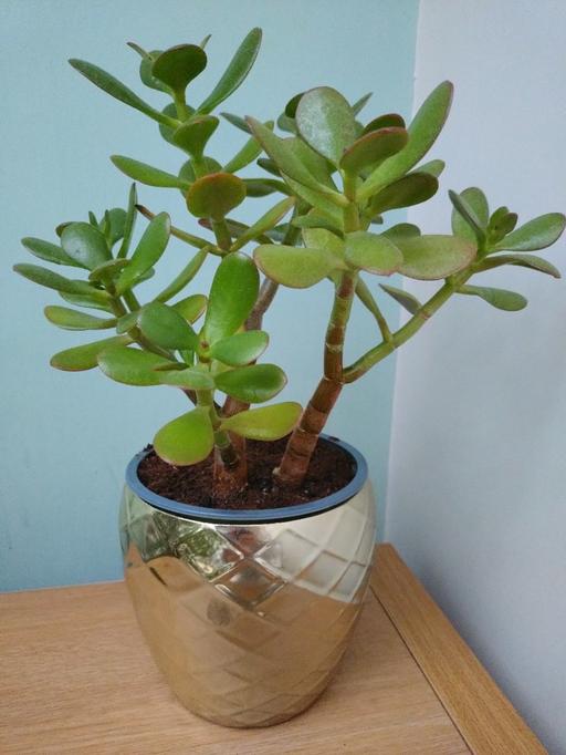  — Money plant with pot