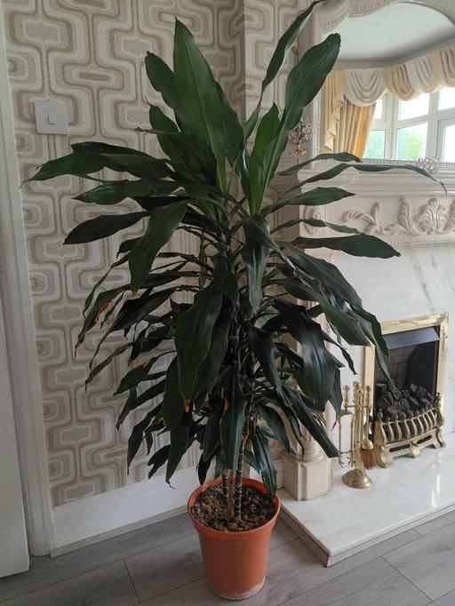  — HOUSE PLANT