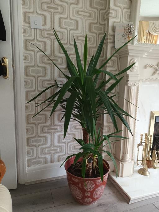  — HOUSE PLANT