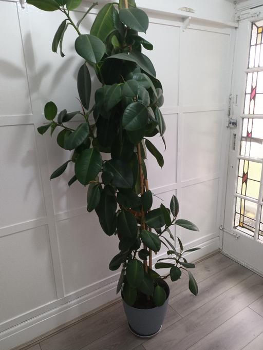  — HOUSE PLANT