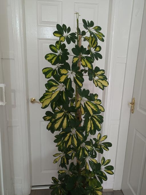  — HOUSE PLANT