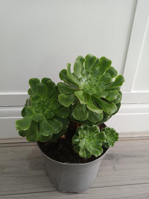  — HOUSE PLANT 1