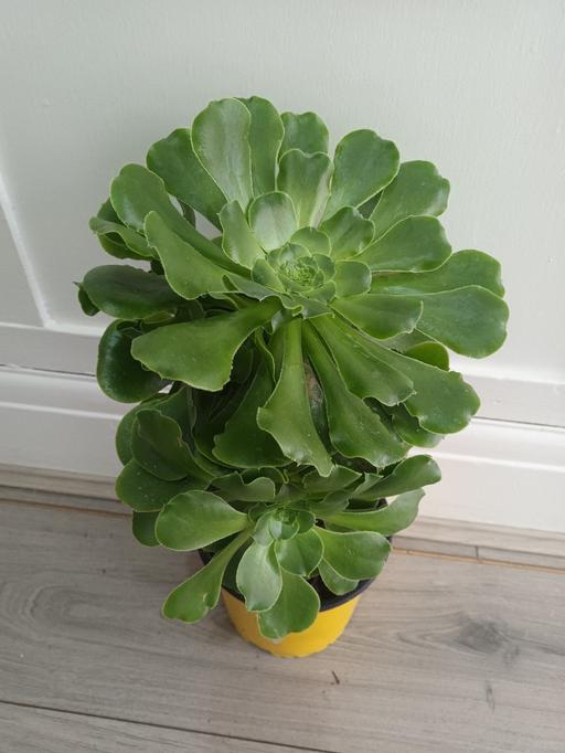  — HOUSE PLANT. 3