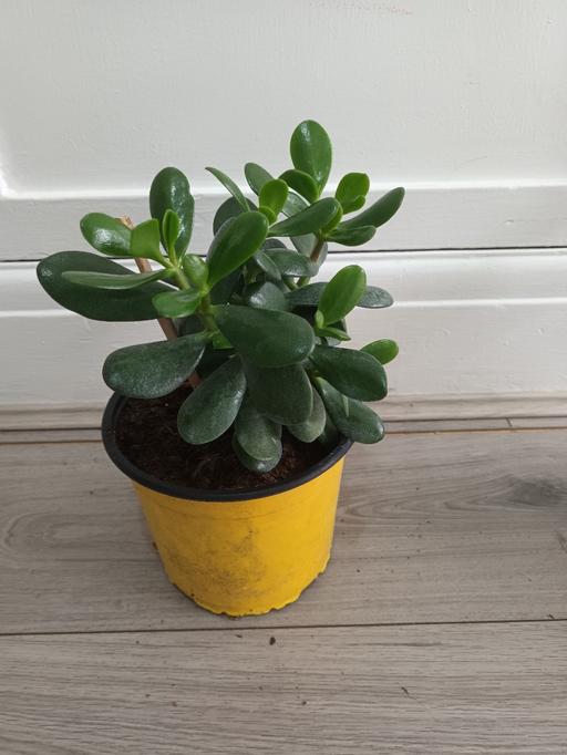  — MONEY PLANT