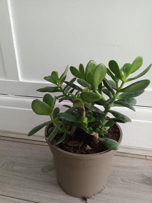  — MONEY PLANT