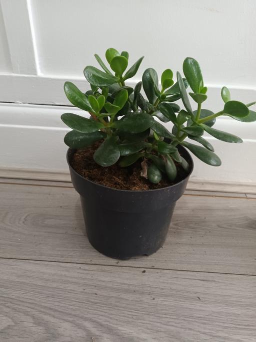  — MONEY PLANT