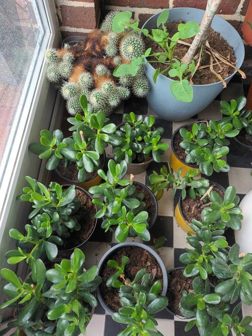  — MONEY PLANT