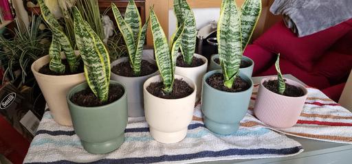  — snake plants