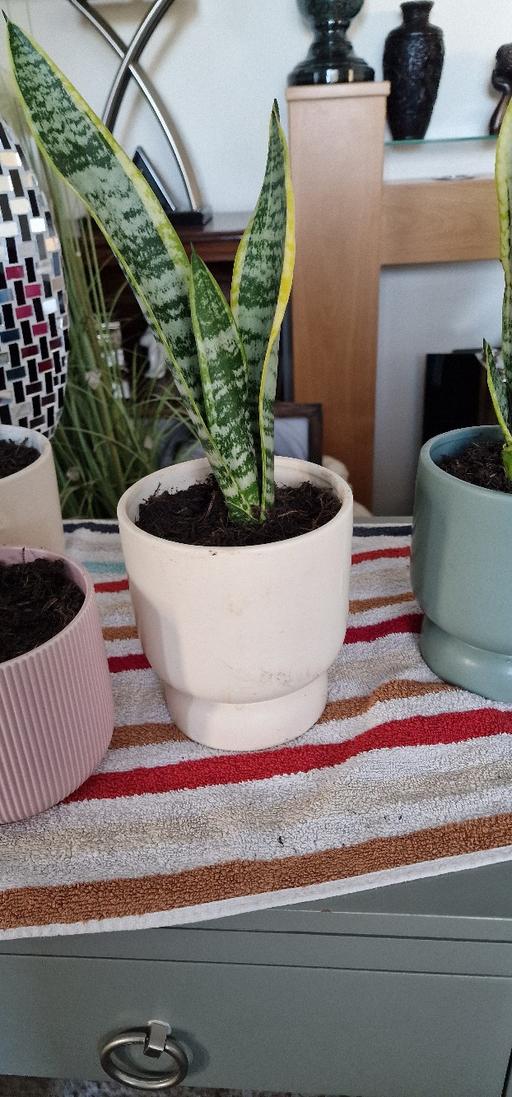  — snake plant