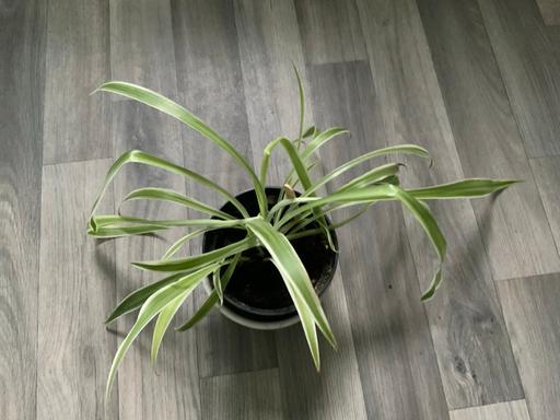  — Houseplant Spider plant