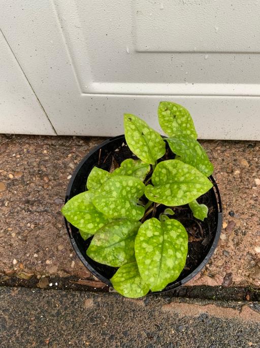  — Pulmonaria