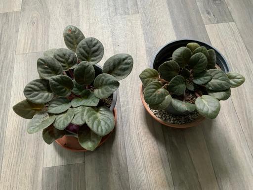  — Houseplant African Violet