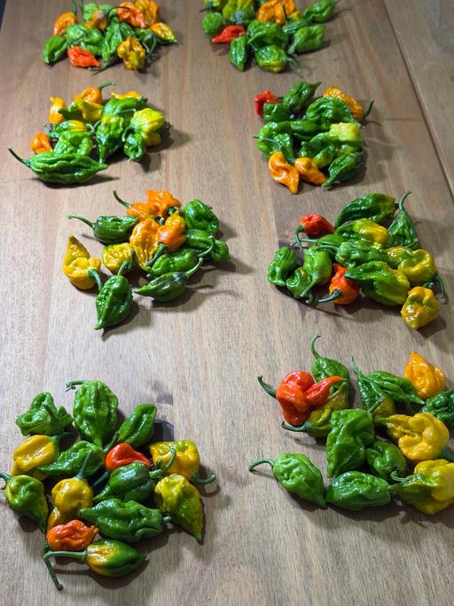  — Fiery hot Naga chilli pods for sale